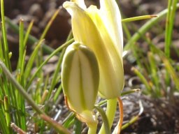 Albuca setosa curving everywhere